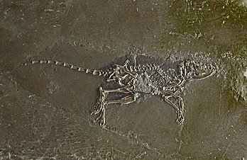 Macrocranion tupaiodon, fóssil do período eoceno encontrado no sítio fossilífero de Messel, Alemanha. (definição 3 964 × 2 572)