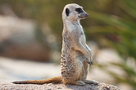 Meerkat, by Fir0002