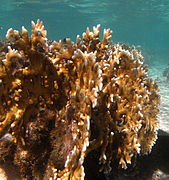 Millepora tenera