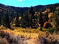 Bosque Alpino arriba de Tehachapi