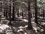 Near the Blue Ridge Parkway in Pisgah National Forest, the MST shares a short stretch with the Art Loeb Trail