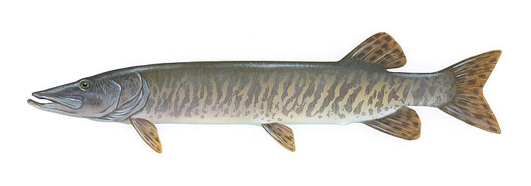 Маскинонг (Esox masquinongy)