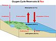 Diagram of the oxygen cycle