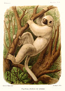 Propithecus candidus（インドリ科）