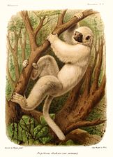 Planche illustrative de Propithecus candidus.