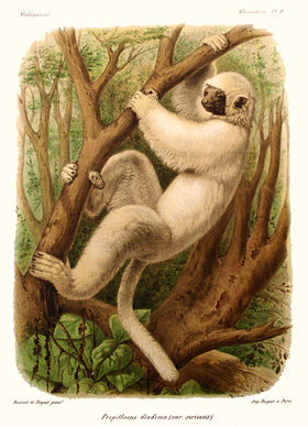 Propithecus diadema