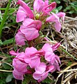 Pedicularis pyrenaica