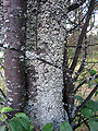 Lichen du genre Physcia sur les monts Zlatibor