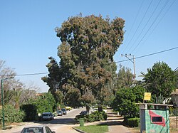 אקליפטוס נאה בגן שורק