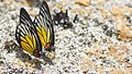 Mud-puddling