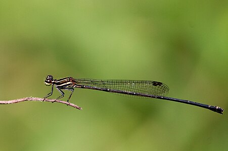 Prodasineura verticalis female