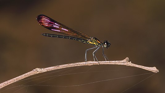 Heliocypha bisignata male