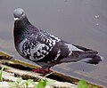 Rock Pigeon