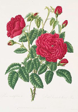 Rosa 'Gros Choux d'Hollande' Ботаническая иллюстрация из книги Mary Lawrance. A Collection of Roses, 1799 г.