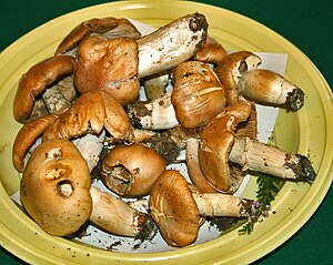 Photograph of freshly picked gypsy mushrooms on a plate