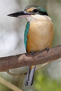 Sacred kingfisher, by Fir0002