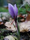 A saffron crocus flower with red stigmas