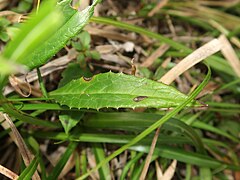 茎葉の葉身は、披針形で縁は低平な鋸歯縁、鋸歯は微突端状になる。