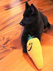 Schipperke puppy sitting on a wood floor with a plush toy in its front paws.