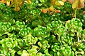 Sedum oreganum