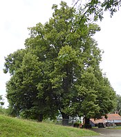 Linden, Silberhagen