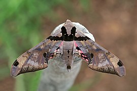 Sphinx moth (Adhemarius gannascus)