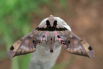 Un sphinx de l'espèce Adhemarius gannascus. (définition réelle 4 495 × 2 996)