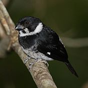 Variable seedeater
