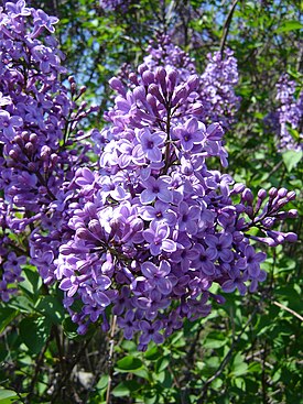 Syringa vulgaris