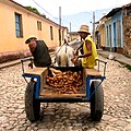 12 Vendeurs de pommes de terre à Trinidad (Cuba)