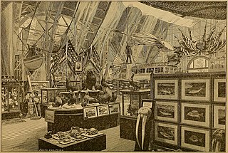 #42 (24/9/1877) Another illustration of the American court at the International Fisheries Exhibition of 1883, with a giant squid model based on the Catalina specimen hanging overhead, from the fourth of a series of papers about the exhibition published in Science by American ichthyologist George Brown Goode (Goode, 1883:614, fig.).