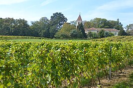 Vineyards in Choulex with Saint-André Church in the background