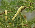 Bayahonda (Prosopis juliflora)