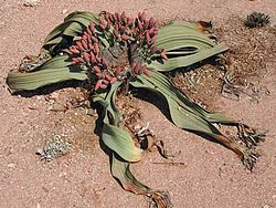 Welwitschia mirabilis (feminina).