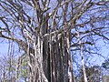 Old strangler fig in the final stage, Costa Rica, peninsula Nicoya (Pacific)