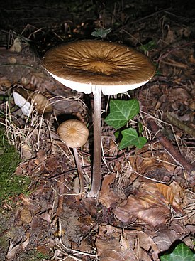 Kurttujuurekas (Hymenopellis radicata)