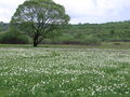 "Valley of Narcissus" - natural lowland habitat of N. poeticus in Transcarpathian region, Ukraine