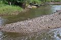 Ducks, Maunesha River