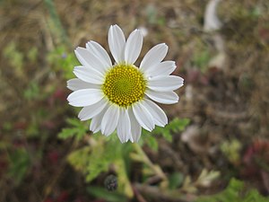 길뚝개꽃(Anthemis arvensis)