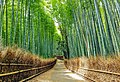 嵐山 竹林の小径（嵯峨野）