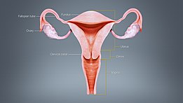 Different regions of the uterus displayed and labelled using a 3D medical animation still shot