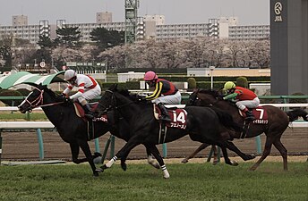 2013年冠軍「超常駿驥」（中間粉帽）