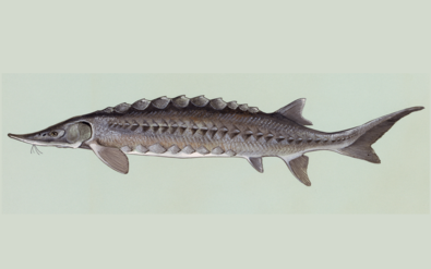 The sturgeon has rows of ganoid scales enlarged into scute-like armour plates.