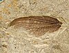 Well-preserved fossil of the forewing of an Allorapisma, part of the Ithonidae