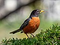 American robin