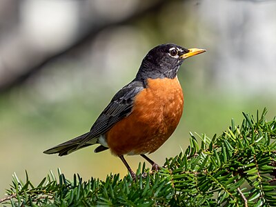 American robin, by Rhododendrites