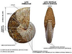 Taramelliceras sp. (Madagascar). Collezione privata. Nella seconda immagine, un esempio di ammonite con ornamentazione particolarmente ricca. L'esemplare presenta il guscio in gran parte conservato; sulla parte decorticata sono visibili le linee di sutura dei setti del fragmocono. Si tratta di un'ammonite del genere Taramelliceras (Giurassico Superiore del Madagascar). Dimensioni: 7,0 cm (diametro massimo) x 2,2 cm (larghezza massima). La conchiglia è fortemente involuta, con giro compresso e area ombelicale molto ridotta. L'ornamentazione comprende coste principali (che decorrono lungo tutto il fianco) e coste secondarie (decorrenti a partire da un solco medio-laterale spirale), che terminano in posizione latero-ventrale con una clave (nodo allungato). Il ventre presenta una carena crenulata (costituita da una serie di clavi).