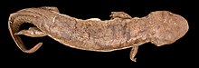 A photo of a preserved specimen of Andrias sligoi, which is a long, brownish salamander with short limbs and a large head, against a black background