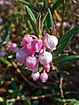 Ruginare (Andromeda polifolia)