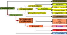 "Représentation graphique de la classification phylogénétique"